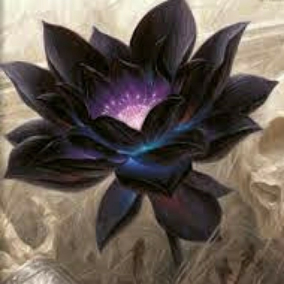 Purchases and Sales...come say hi! - Picture 6 of 7